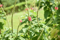 Stachytarpheta mutabilis