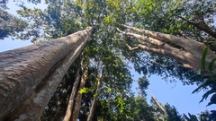 Lagerstroemia calyculata