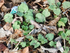 Lamium