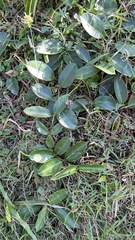 Parsonsia alboflavescens