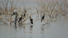 Phalacrocorax fuscicollis