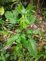 Cecropia peltata