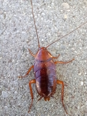 Periplaneta americana