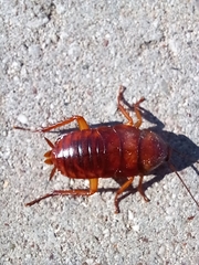 Periplaneta americana