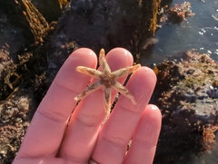 Leptasterias hexactis