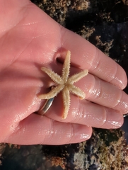 Leptasterias hexactis