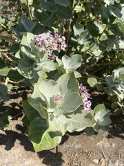 Calotropis procera