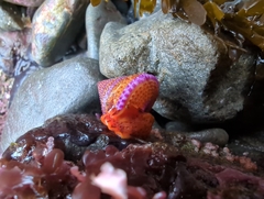 Calliostoma annulatum