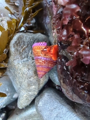 Calliostoma annulatum