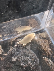 Cadlina flavomaculata