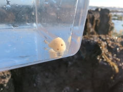 Cadlina flavomaculata