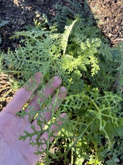 Chaenactis artemisiifolia