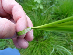 Carex divulsa