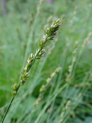 Carex divulsa