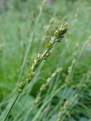 Carex divulsa
