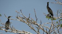 Phalacrocorax fuscicollis
