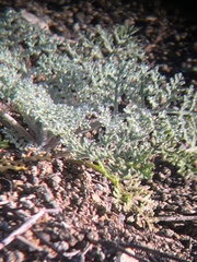 Chaenactis artemisiifolia