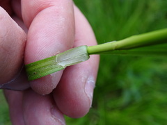 Carex divulsa