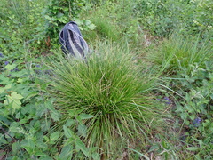 Carex divulsa
