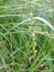 Carex divulsa