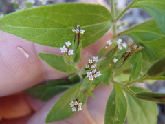 Stevia micrantha
