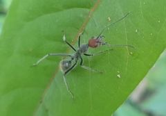 Camponotus singularis