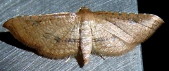 Hypolamprus striatalis