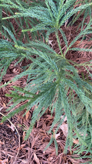 Cryptomeria japonica