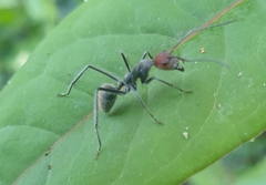 Camponotus singularis