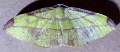 Hypochrosis hyadaria