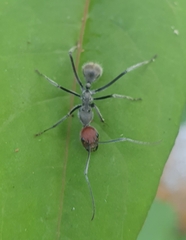 Camponotus singularis