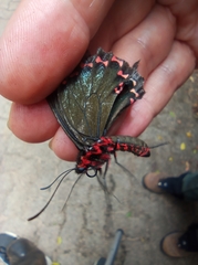 Parides bunichus