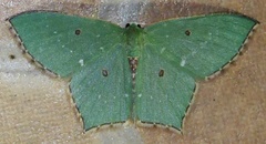 Cyclothea disjuncta