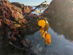 Laminaria setchellii