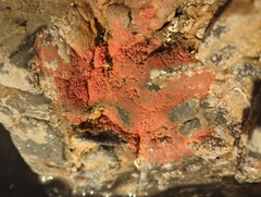 Endectyon hispitumulus