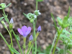 Gilia flavocincta