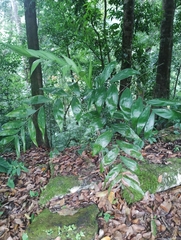 Chamaedorea oblongata