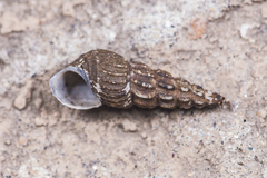 Semisulcospiridae