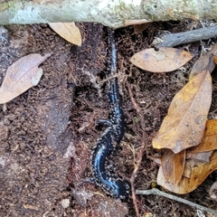 Plethodon grobmani