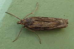 Nomophila