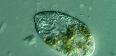Anisonema acinus