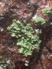 Phaeophyscia nigricans