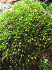 Orthotrichum diaphanum