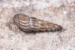 Semisulcospiridae