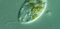 Anisonema acinus