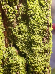 Phaeophyscia nigricans