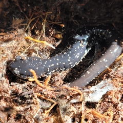Plethodon grobmani