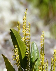 Acianthera