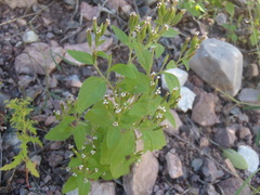 Stevia micrantha