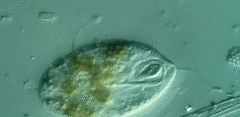 Anisonema acinus